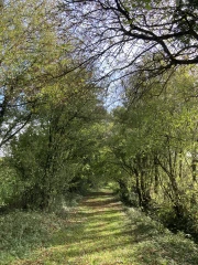 Forêt sur la Via Cluny à Romenay