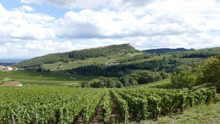 Vue sur le vignoble et la Roche de Solutré