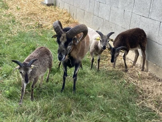 Moutons du gîte Le Benouchon