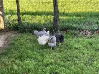 Poules du gîte le Benouchon