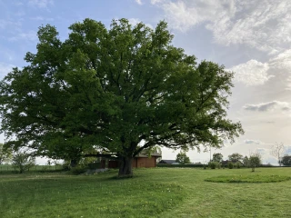 Tonte raisonnée au gîte le Benouchon et vue sur le chêne