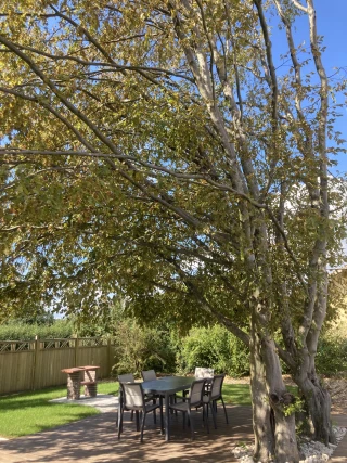 Terrasse privative du gîte Le Benouchon avec table et chaises sous un arbre